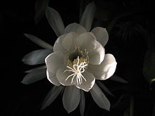 220px-Epiphyllum-oxypetalum-whitelight-front-long.JPG